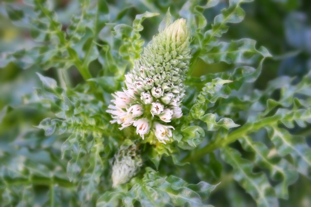 Резеда белая (Reseda alba) Резеда белая (Reseda alba)