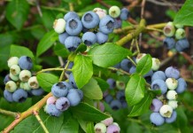 Голубика высокорослая «Северная земля» (Vaccinium corymbosum 'Northland')