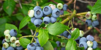 Голубика высокорослая «Северная земля» (Vaccinium corymbosum 'Northland')