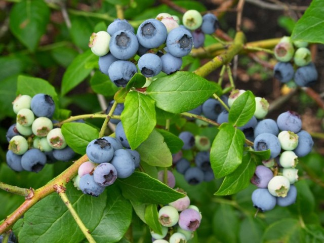 Голубика высокорослая «Северная земля» (Vaccinium corymbosum 'Northland') Голубика высокорослая «Северная земля» (Vaccinium corymbosum 'Northland')