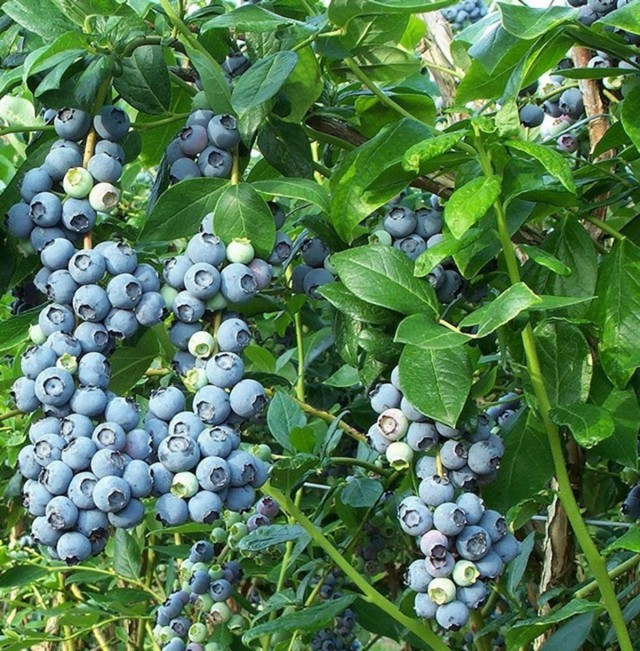Голубика высокорослая «Спартак» (Vaccinium corymbosum 'Spartan') Голубика высокорослая «Спартак» (Vaccinium corymbosum 'Spartan')