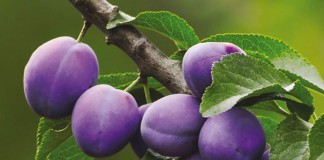 Слива домашняя (Prunus domestica)