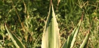 Агава американская (Agave americana)