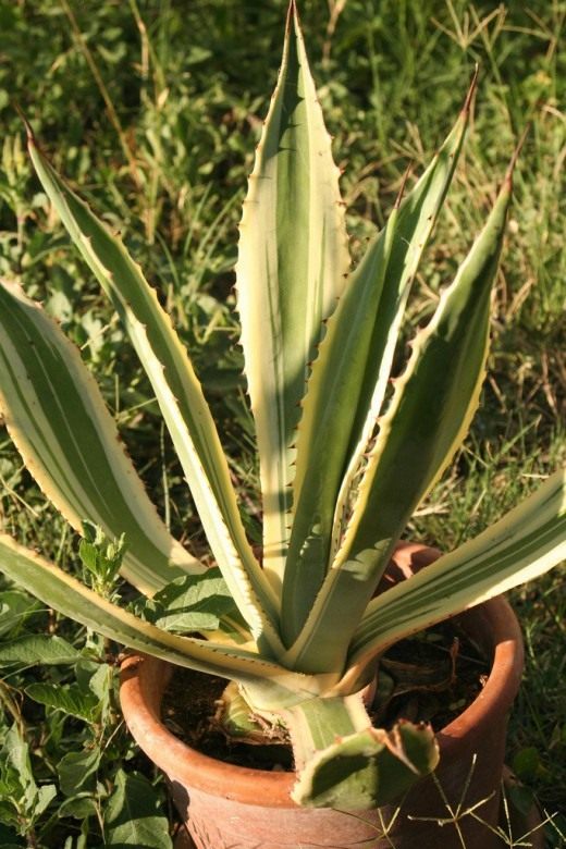 Агава американская (Agave americana) Агава американская (Agave americana)