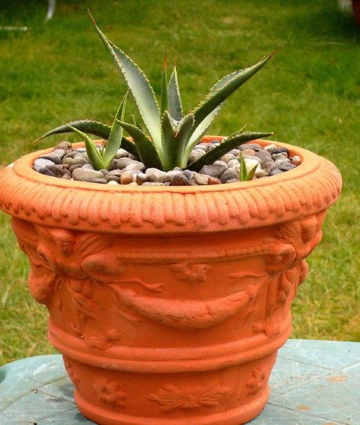 Агава американская (Agave americana)
