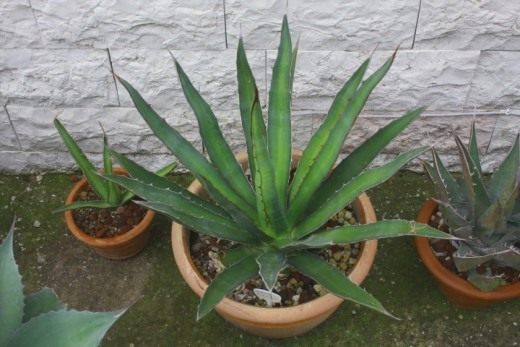 Агава Функа (Agave funkiana) Агава Функа (Agave funkiana)