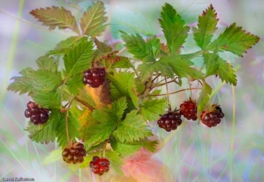 Княженика обыкновенная (Rubus arcticus) Княженика обыкновенная (Rubus arcticus)