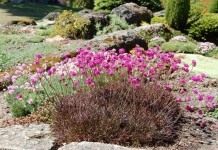 Армерия приморская (Armeria maritima)
