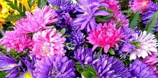 Астра (Aster)