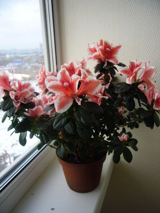 Азалия индийская двухцветная (Azalea Indica bicolor)