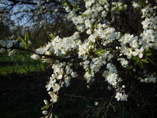 http://www.botanichka.ru/wp-content/uploads/2011/08/Blackthorn-520x390.jpg