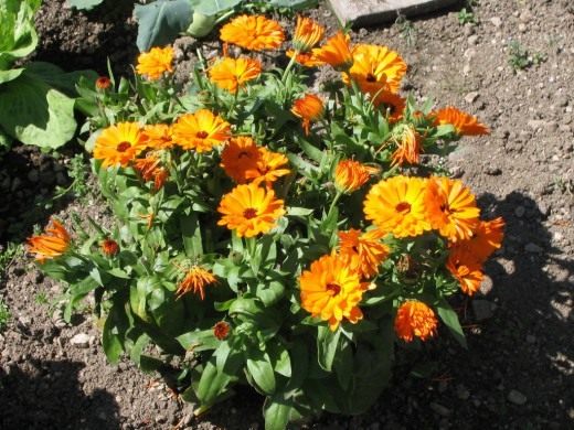 Календула (Calendula)