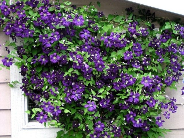 Ломонос Жакмана, или клематис Жакмана (Clematis Jackmanii) Ломонос Жакмана, или клематис Жакмана (Clematis Jackmanii)