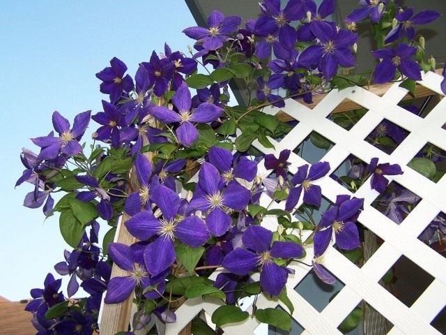 Ломонос Жакмана, или клематис Жакмана (Clematis Jackmanii) Ломонос Жакмана, или клематис Жакмана (Clematis Jackmanii)
