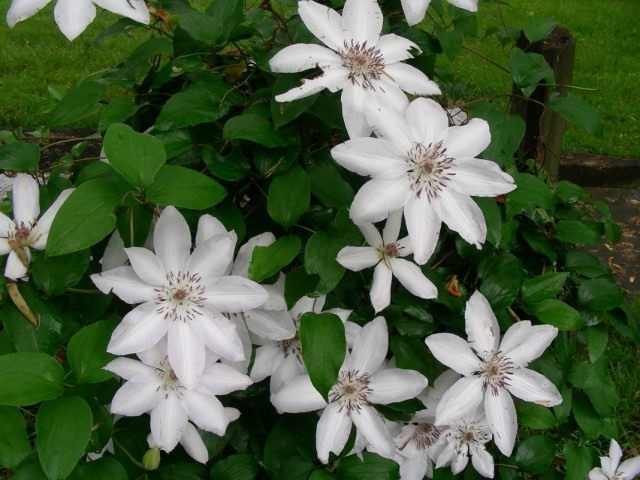 Клематис шерстистый, или Клематис ланугиноза (Clematis lanuginosa) Клематис шерстистый, или Клематис ланугиноза (Clematis lanuginosa)