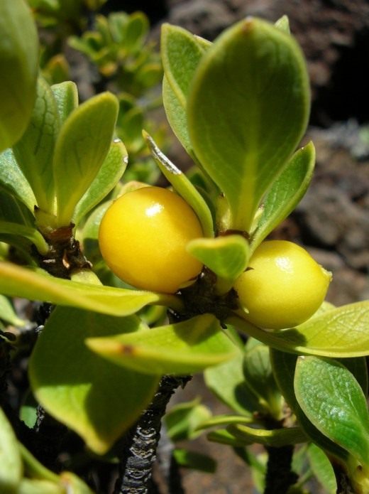 Копросма (Coprosma)