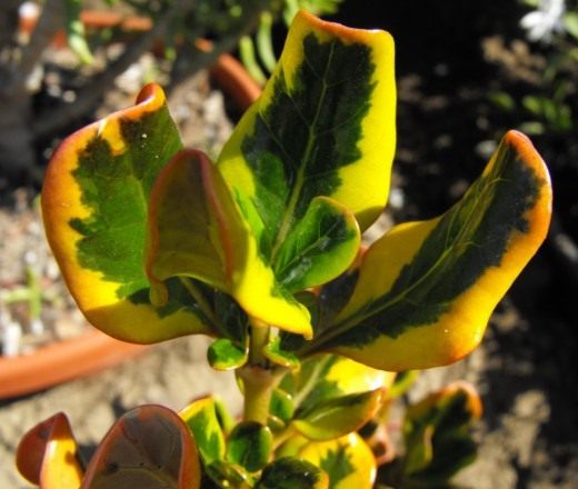 Копросма (Coprosma)