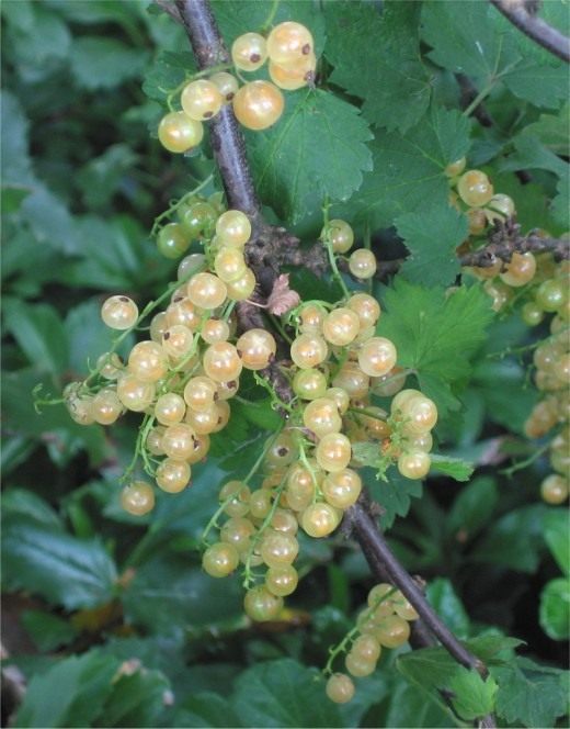 Смородина (Currant) Смородина (Currant)