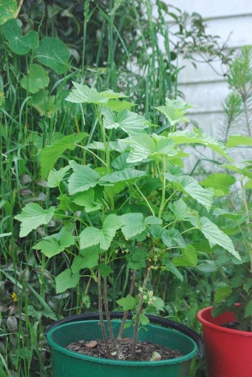Куст смородины (Currant bush)