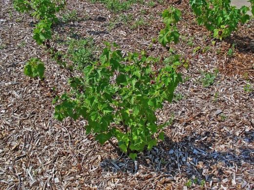 Куст смородины (Currant bush)