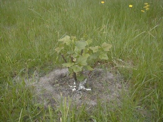 Куст смородины (Currant bush)