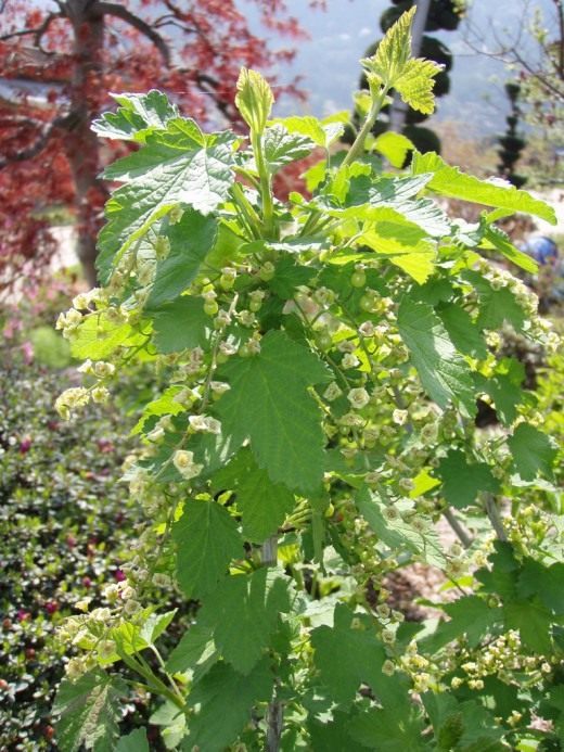 Куст смородины (Currant bush)