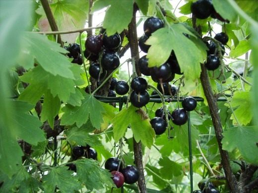 Смородина (Currant)