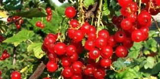 Смородина (Currant)