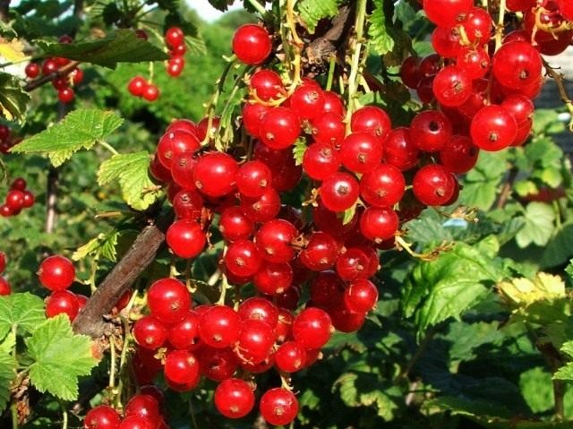 Смородина (Currant) Смородина (Currant)
