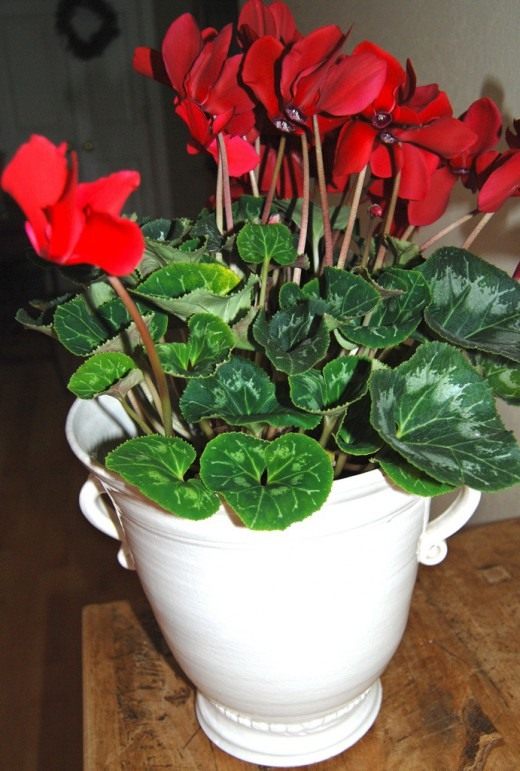 Цикламен (Cyclamen) Цикламен (Cyclamen)