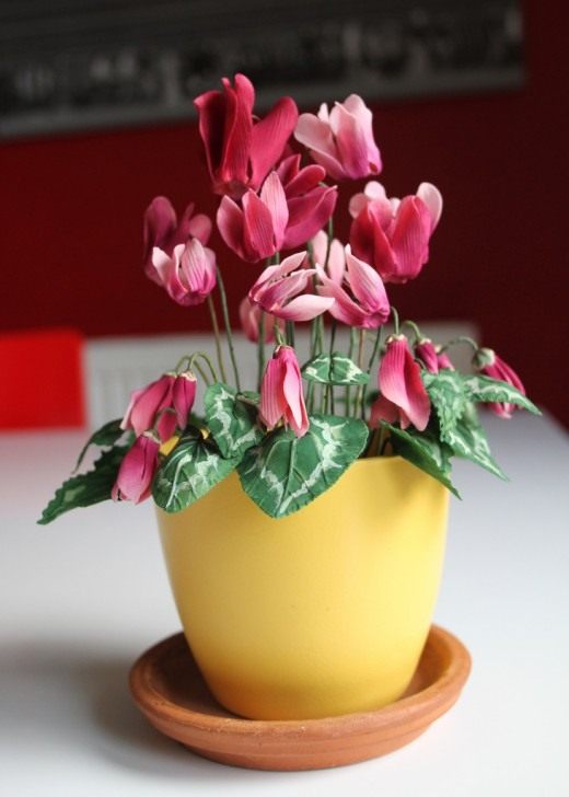 Цикламен (Cyclamen)