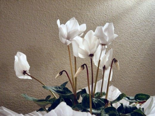 Цикламен (Cyclamen)