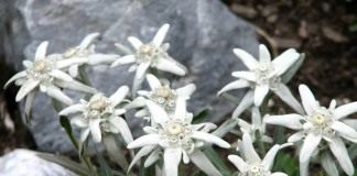 Эдельвейс альпийский (Leontopodium alpinum)