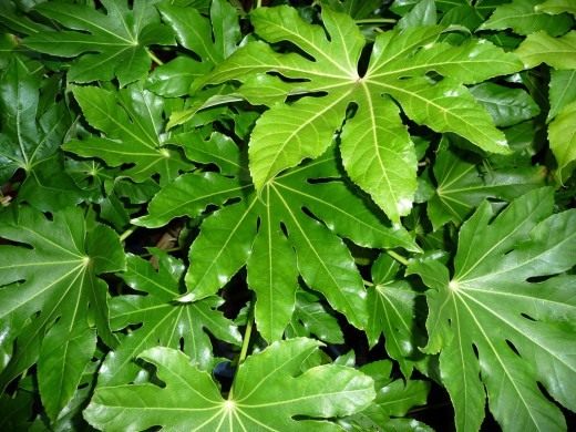 Фатсия (Fatsia) Фатсия (Fatsia)