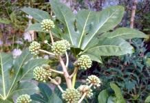 Фатсия (Fatsia)