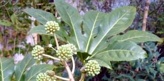 Фатсия (Fatsia)