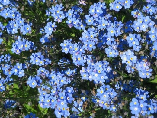 Незабудка (Forget me not)