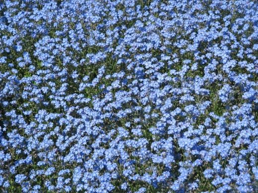 Незабудка (Forget me not)