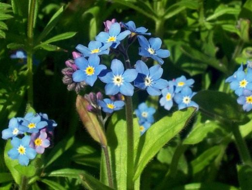 Незабудка (Forget me not)
