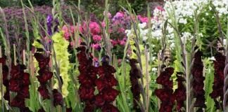 Гладиолус (Gladiolus)