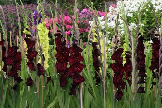 Гладиолус (Gladiolus)