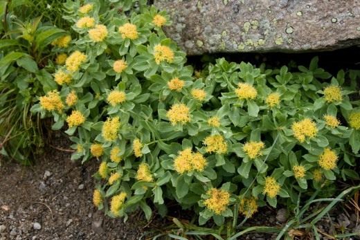 Родиола розовая, золотой корень (Golden Root)