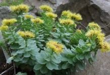 Родиола розовая, золотой корень (Golden Root)