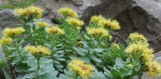 Родиола розовая, золотой корень (Golden Root)