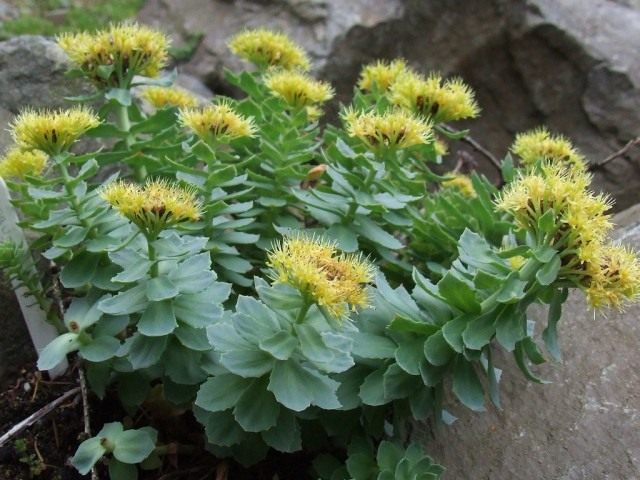 Родиола розовая, золотой корень (Golden Root) Родиола розовая, золотой корень (Golden Root)