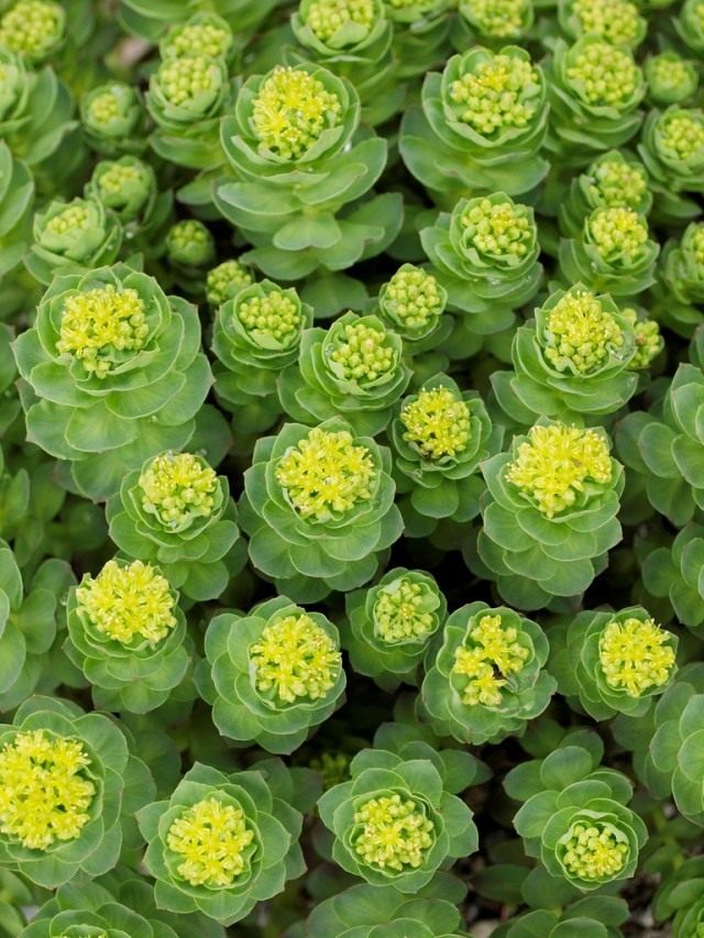Родиола розовая, золотой корень (Golden Root) Родиола розовая, золотой корень (Golden Root)