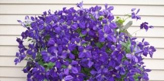 Ломонос Жакмана, или клематис Жакмана (Clematis Jackmanii)
