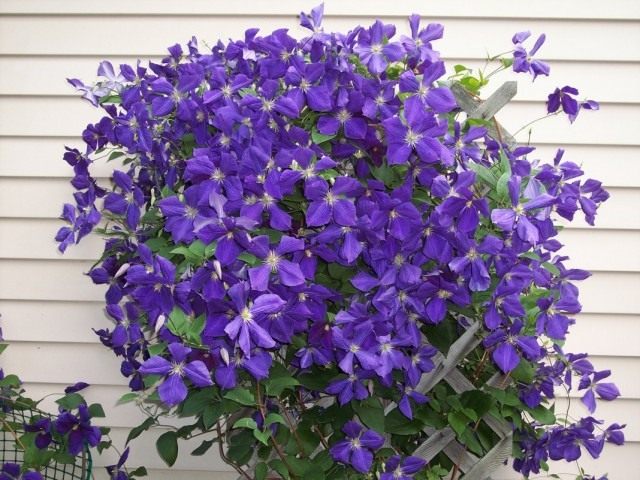 Ломонос Жакмана, или клематис Жакмана (Clematis Jackmanii) Ломонос Жакмана, или клематис Жакмана (Clematis Jackmanii)