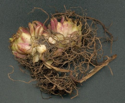 Луковица лилии (Lilium bulb)