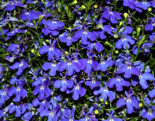 Лобелия длинночерешковая (Lobelia erinus) Лобелия длинночерешковая (Lobelia erinus)